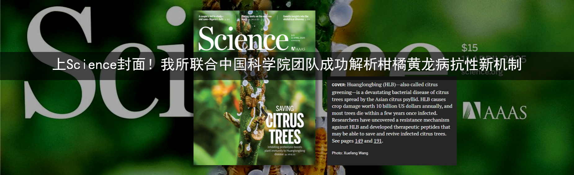 上Science封面！我所科研团队合作解析柑橘黄龙病抗性新机制